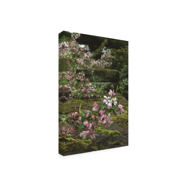Kurt Shaffer Photographs 'Apple Blossoms On A Garden Wall' Canvas Art,30x47